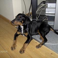 Blanding af racer Oskar (Dobbermann/Rotw...