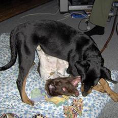 Blanding af racer Oskar (Dobbermann/Rotw...