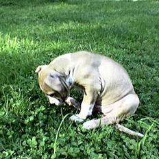 Amerikansk staffordshire terrier Buddha