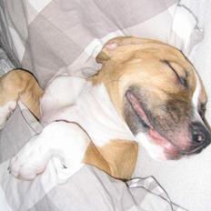 Amerikansk staffordshire terrier Buddha