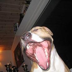 Amerikansk staffordshire terrier Buddha