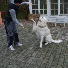 Golden retriever • Otto• 