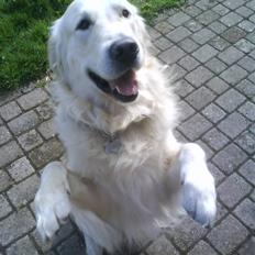 Golden retriever • Otto• 