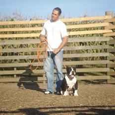 Olde victorian bulldogge Tyson