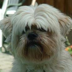 Lhasa apso Tulle