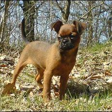 Griffon petit brabancon tyson