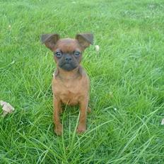 Griffon petit brabancon tyson