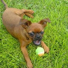 Griffon petit brabancon tyson