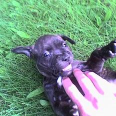 Staffordshire bull terrier Mille