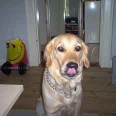 Golden retriever Bella også kaldet bellsen