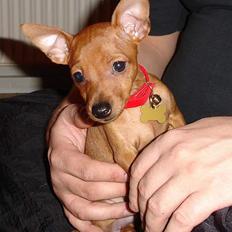 Dvaergpinscher Cara's For ever Candy