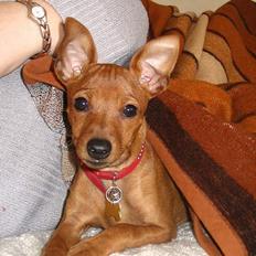 Dvaergpinscher Cara's For ever Candy