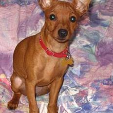 Dvaergpinscher Cara's For ever Candy