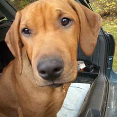 Rhodesian ridgeback Enya