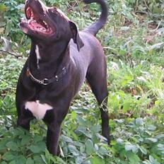 Blanding af racer kiki