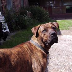 Blanding af racer Gimli  R.I.P 10/7-09