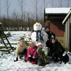 Labrador retriever Zenta