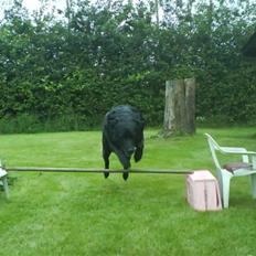 Labrador retriever Zenta