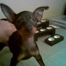 Dvaergpinscher Rødkildes Tacho