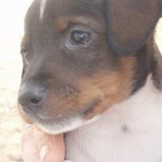 Dansk svensk gaardhund bandit