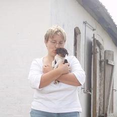 Dansk svensk gaardhund bandit