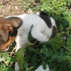 Dansk svensk gaardhund bandit