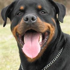 Rottweiler Bundy * 27-6-01 † 01.06.2015 