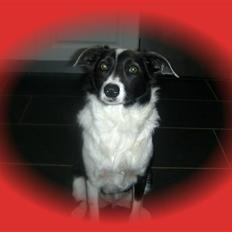 Blanding af racer Freja