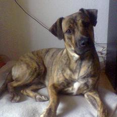 Blanding af racer Xena