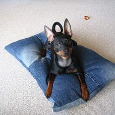 Dvaergpinscher Rødkildes Tacho