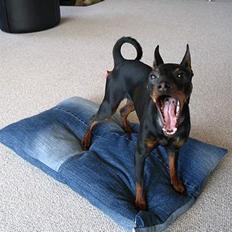 Dvaergpinscher Rødkildes Tacho
