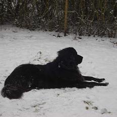 Newfoundlænder Baloo