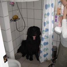 Newfoundlænder Baloo