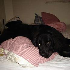 Newfoundlænder Baloo