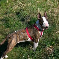 Bullterrier CHILI