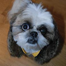 Pekingeser /Shih Tzu *TOPPER* RIP