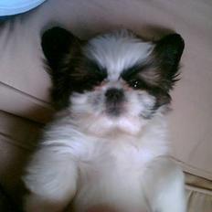 Pekingeser /Shih Tzu *TOPPER* RIP