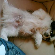 Pekingeser /Shih Tzu *TOPPER* RIP