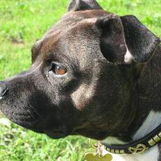 Staffordshire bull terrier Zaki