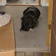 Staffordshire bull terrier Zaki