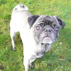 Mops *Boris*