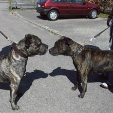 Dogo canario § Ricko § R.I.P MIN BEDSTE VEN!