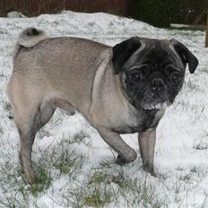 Mops *Boris*