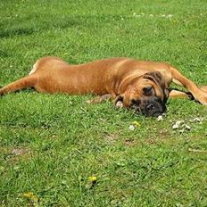 Blanding af racer ...