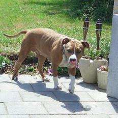 Amerikansk staffordshire terrier Sango