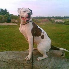 Amerikansk bulldog Nikita R.I.P