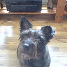 Blanding af racer FEDINE