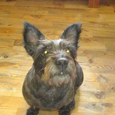 Blanding af racer FEDINE