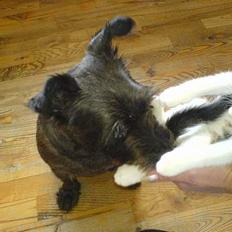 Blanding af racer FEDINE