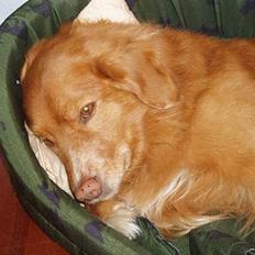 Nova scotia duck tolling retriever Samson sødt navn ik
